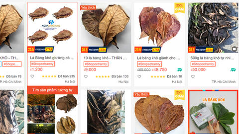 Lá bàng khô bất ngờ được rao bán tràn lan với giá 1.000 đồng/lá