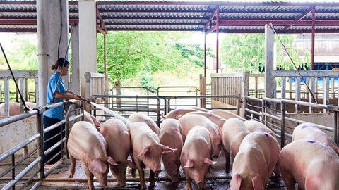 Giá heo hơi miền Bắc, miền Trung đồng loạt giảm