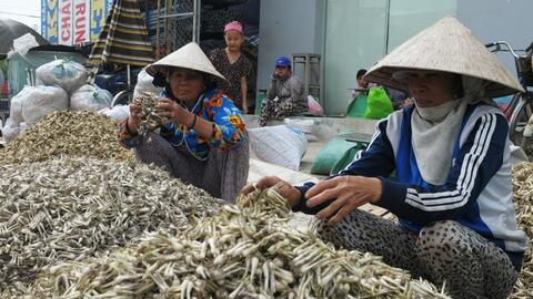 Củ kiệu miền Trung bắt đầu hút hàng, tăng giá ở Sài Gòn