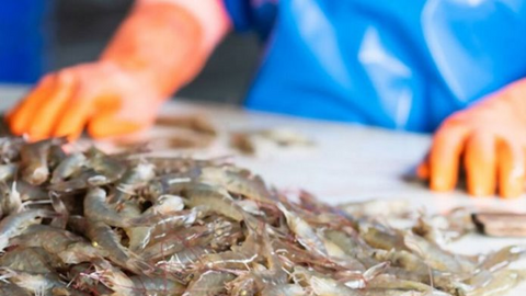 Xuất khẩu thủy sản năm 2021 ước tính đạt hơn 8,8 tỷ USD