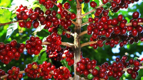 Xuất khẩu cà phê Việt Nam trong 10 tháng đầu năm được dự báo thấp hơn dự kiến