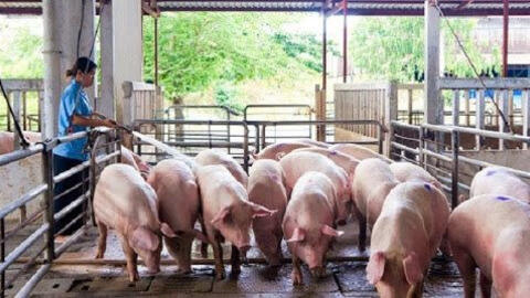 Giao dịch trầm lắng, giá heo hơi đứng yên