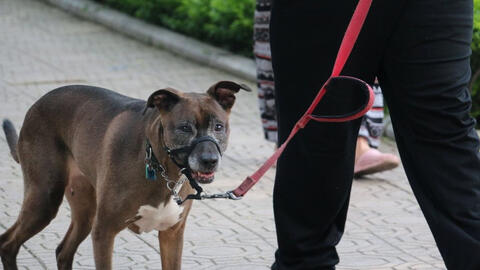 Chó cưng cắn chết người, chủ có bị xử lý?