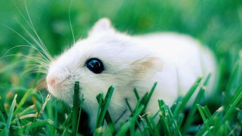 Ngày khai trương đẹp nhất năm 2022 cho tuổi Bính Tý 1996