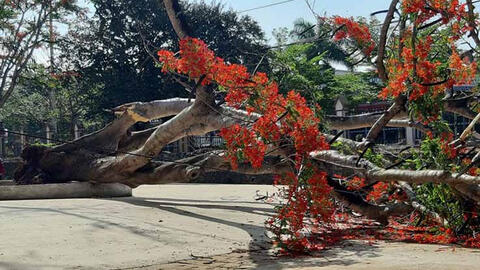Thêm một cây phượng bật gốc ngã trong sân trường