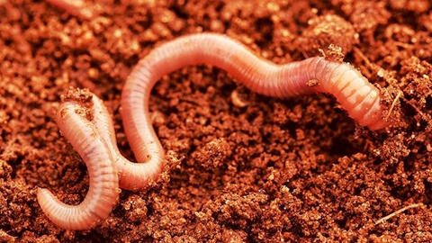 Chuyên gia khẳng định giun đất không có tác dụng chữa khỏi Covid-19