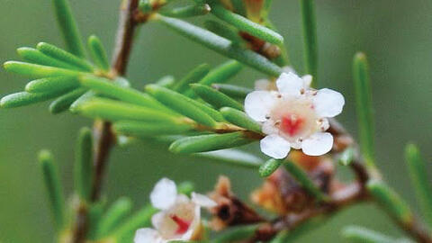 Chổi sể tôi ơi!