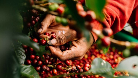 Nguồn cung cà phê Robusta từ Việt Nam có thể bị chậm lại
