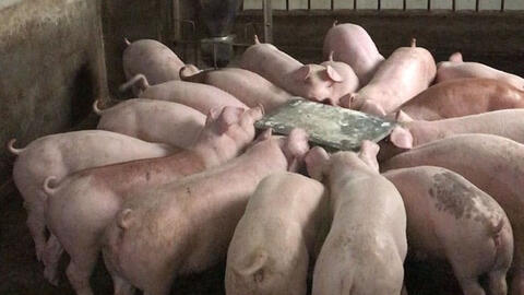 Giá heo hơi tăng không đồng nhất khiến người nuôi nghi ngờ