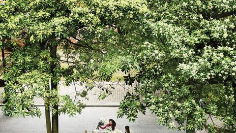 Tháng Mười hoa sữa...