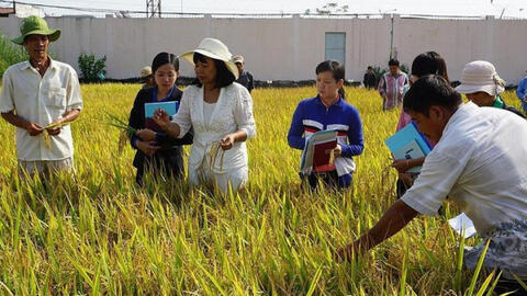 Thiết lập liên kết gen mặn trên cây lúa trong điều kiện biến đổi khí hậu