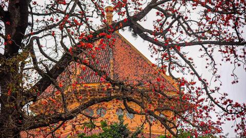 Trải nghiệm mùa hoa gạo trong không gian lịch sử