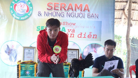 Nuôi “gà siêu mẫu” kiếm tiền khủng