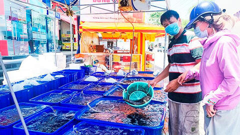 Giá giảm 50%, cá mú vẫn không có đầu ra