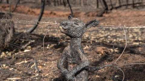 Cháy rừng lan nhanh trên toàn nước Úc, nửa tỷ loài động vật thiệt mạng