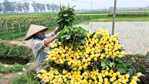 Giá hoa tươi tại Hà Nội tăng mạnh dịp lễ Vu lan