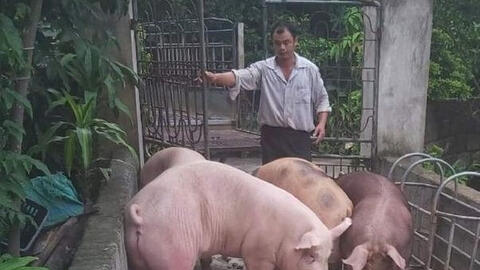 Giá thức ăn chăn nuôi tăng mạnh giữa lúc giá heo hơi ‘đứng yên’