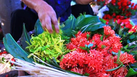 Hoa hoàng lan có giá đắt đỏ 1,5 triệu/kg vẫn cháy hàng