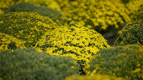 Cúc mâm xôi ở làng hoa lớn nhất miền Tây tăng giá kỷ lục