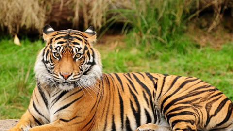 Xem tuổi xông đất 2022 cho gia chủ tuổi Bính Dần 1986