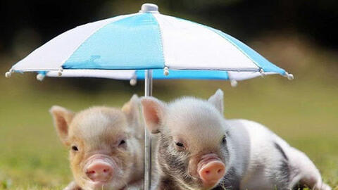 Tuổi Quý Hợi 1983 xuất hành Tết 2022 vào giờ nào, hướng nào tốt nhất?