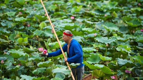 Chủ đầm sen hồ Tây bán hàng nghìn bông mỗi ngày