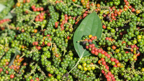 Giá tiêu tiếp tục lao dốc mạnh, không có việc thương lái Trung Quốc thu gom tiêu