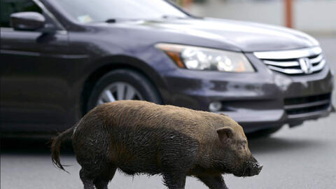 Lợn ỉ Việt Nam phá phách khắp đường phố Mỹ