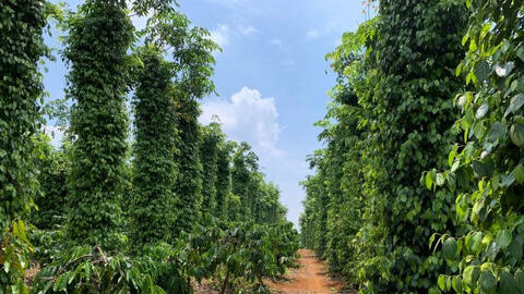 Thương lái đẩy giá tiêu thu mua cao hơn 1.000 - 2.000 đồng/kg