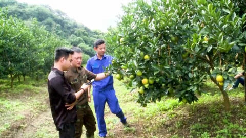 Chàng trai phố thị "rót" mồ hôi "tưới" xanh mảnh đất cằn Thung Lai