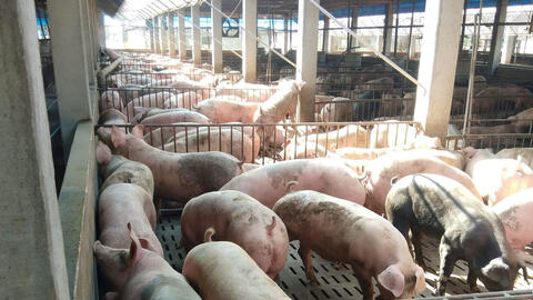 Đà tăng giá heo hơi chững lại