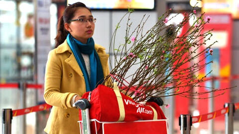 Dịch vụ vận chuyển đào, mai Tết 2020 vào mùa