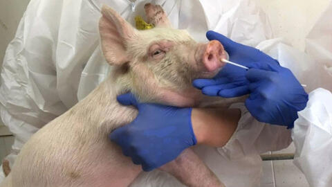 Trung Quốc bác cảnh báo 'chủng cúm lợn có thể thành đại dịch'