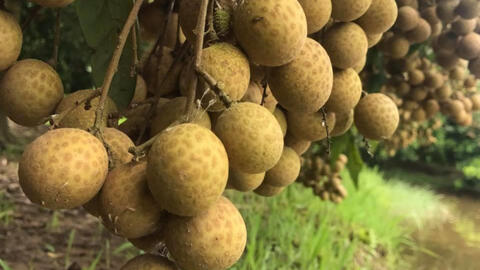 Hoàn thành mở cửa thị trường nhiều nông sản sang Trung Quốc, New Zealand và Nhật Bản