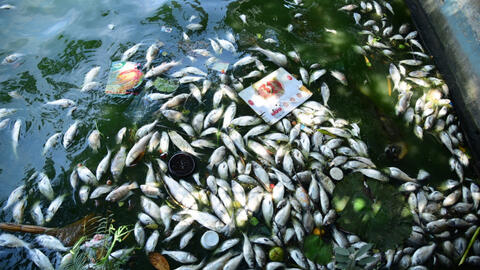 Cá vẫn chết trắng hồ Tây, công nhân môi trường mỗi ngày đẩy thuyền vớt xác cá