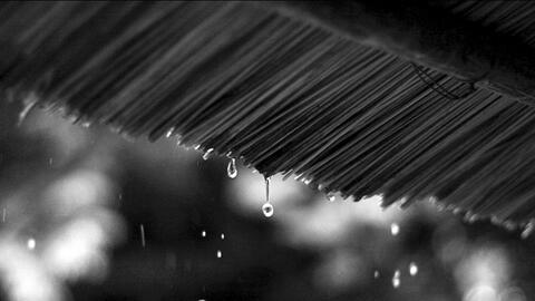 Những sáng mưa...