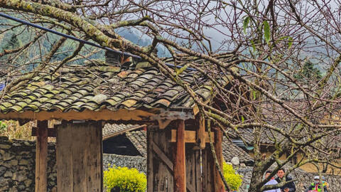 Lên Đồng Văn để thấy đá, thấy củi nở hoa