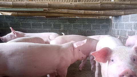 Nhu cầu thịt heo tăng vọt khi chợ Bình Điền dừng hoạt động