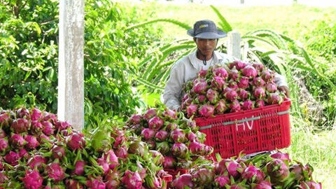 Nhà vườn trồng thanh long 'lao đao' vì thương lái không mua
