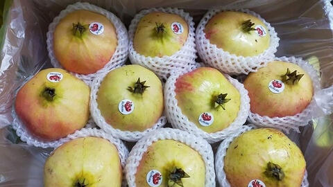 Lựu Thái Lan, Isarel ồ ạt vào Việt Nam