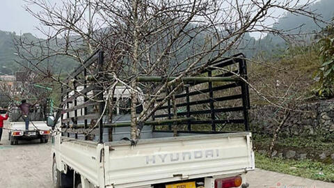 Xe chở đào từ Lào ồ ạt tập kết ở khu vực biên giới, nhập cảnh trái phép vào Việt Nam