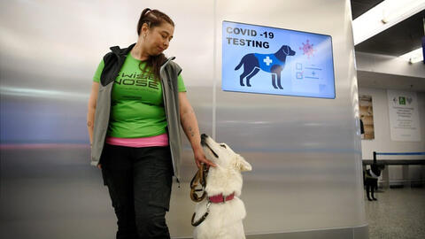 Phần Lan dùng chó để phát hiện người nhiễm Covid-19