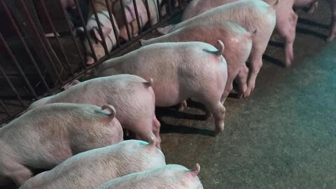 Giá heo hơi tuần này khó duy trì đà tăng