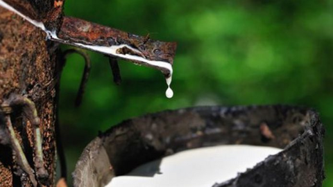 Chịu tác động tiêu cực bởi COVID-19, xuất khẩu cao su tháng 9 vẫn tăng