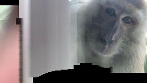 Người đàn ông bị mất điện thoại, lúc tìm lại thấy toàn ảnh "tự sướng" của khỉ