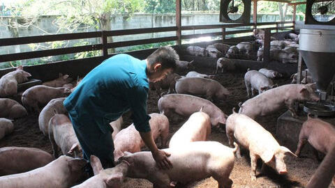 Giá heo hơi hôm nay: Miền Bắc tăng nhẹ