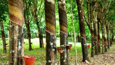 Cao su Nhật Bản giảm 3 tuần liên tục