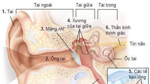 Nghiên cứu mới, người mắc COVID-19 có thể bị ảnh hưởng đến thính giác