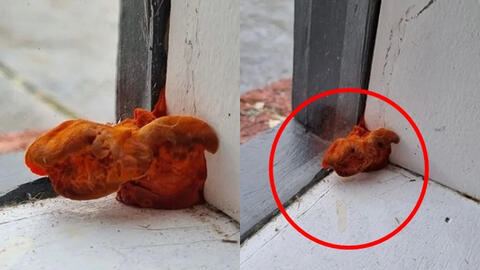 Thấy vật thể lạ trông như "quái vật" mọc ra từ cửa sổ phòng trọ, người phụ nữ sợ hãi hỏi dân mạng rồi kinh ngạc với câu trả lời