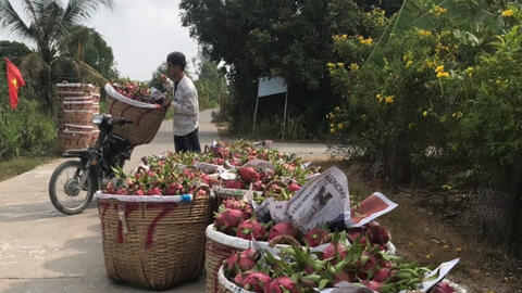 Nông sản Việt ảnh hưởng nặng khi thị trường Trung Quốc ngưng trệ